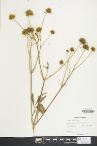 Bidens vulgata image