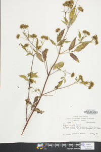 Bidens vulgata image