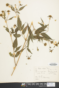 Bidens vulgata image