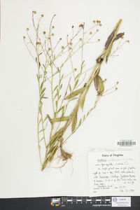 Boltonia asteroides image