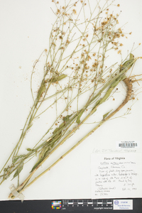 Boltonia asteroides image