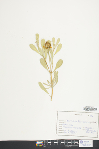 Borrichia frutescens image