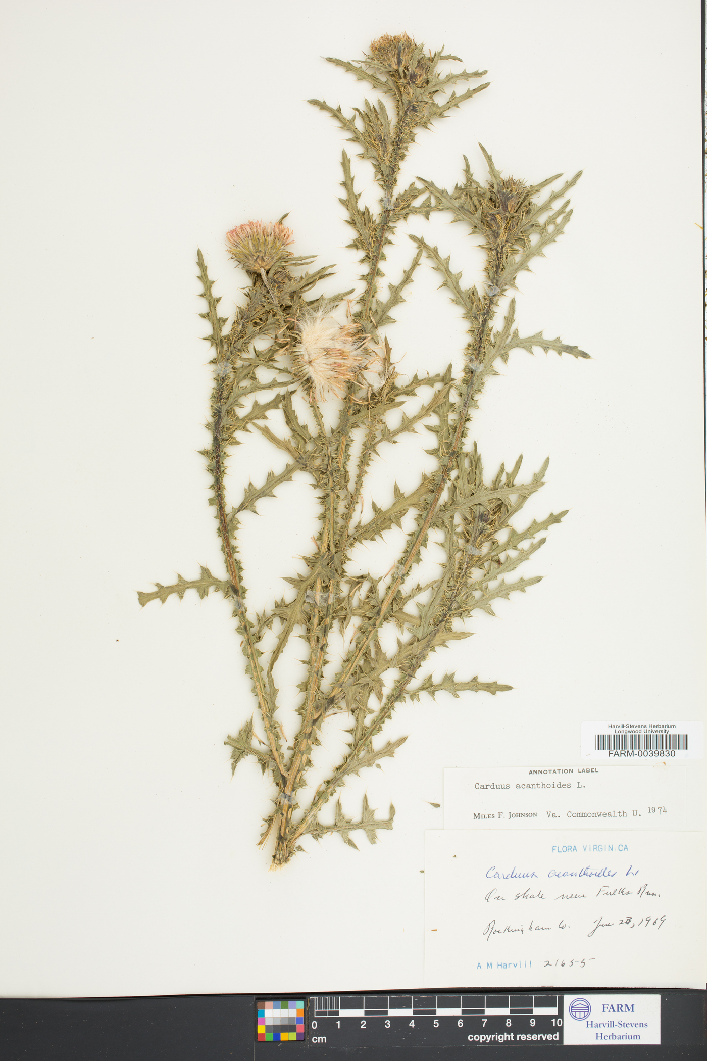 Carduus acanthoides image