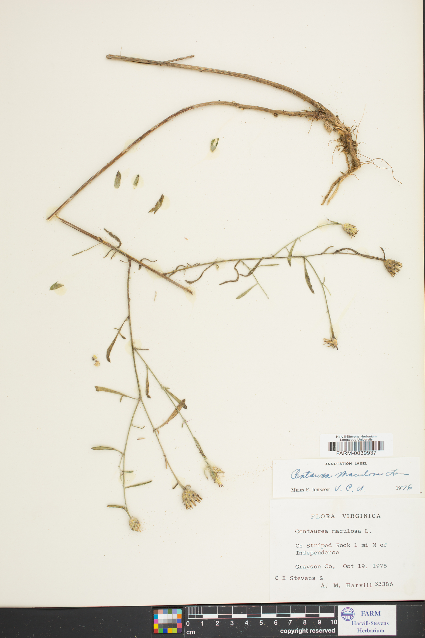 Centaurea stoebe var. micranthos image
