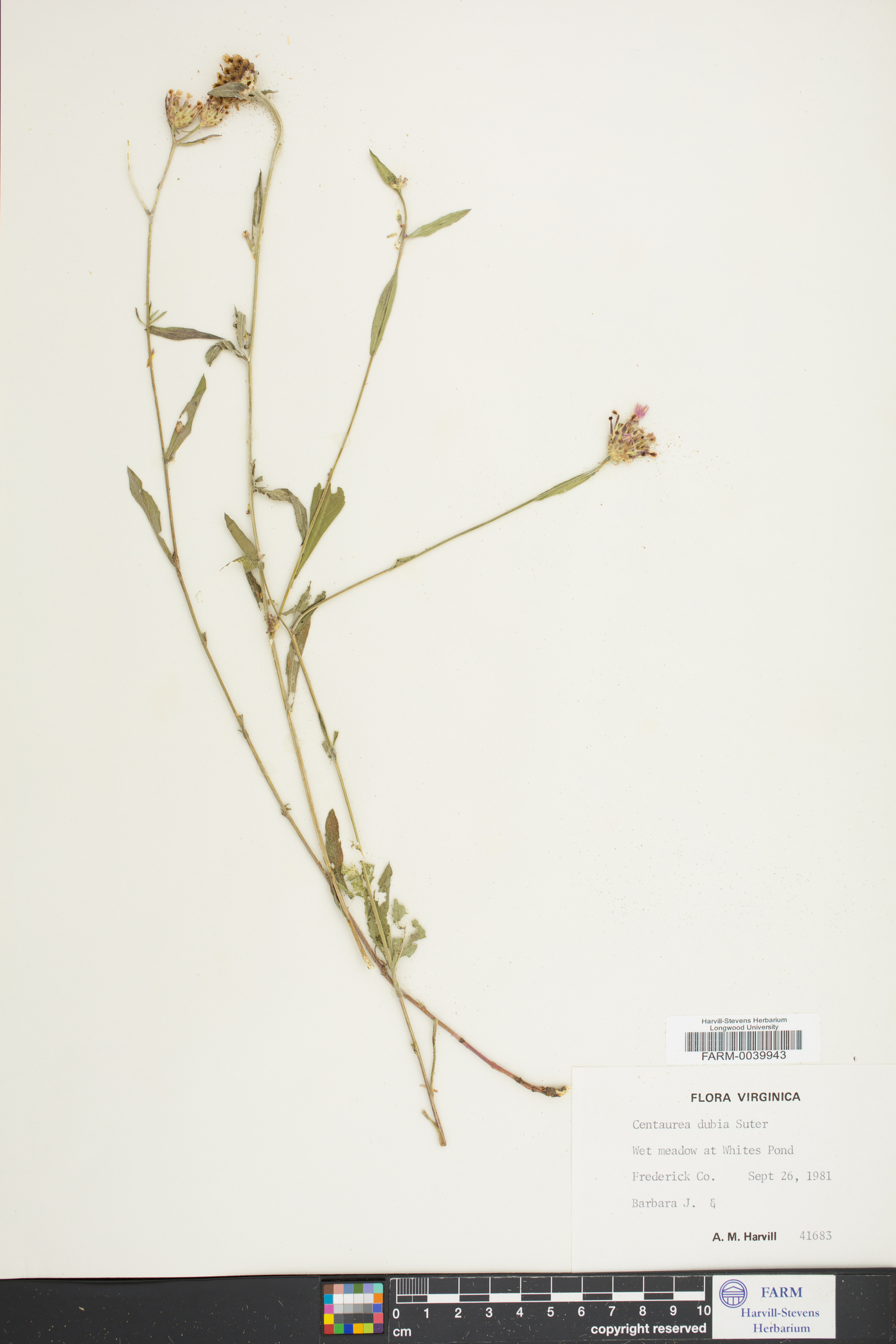 Centaurea nigrescens image