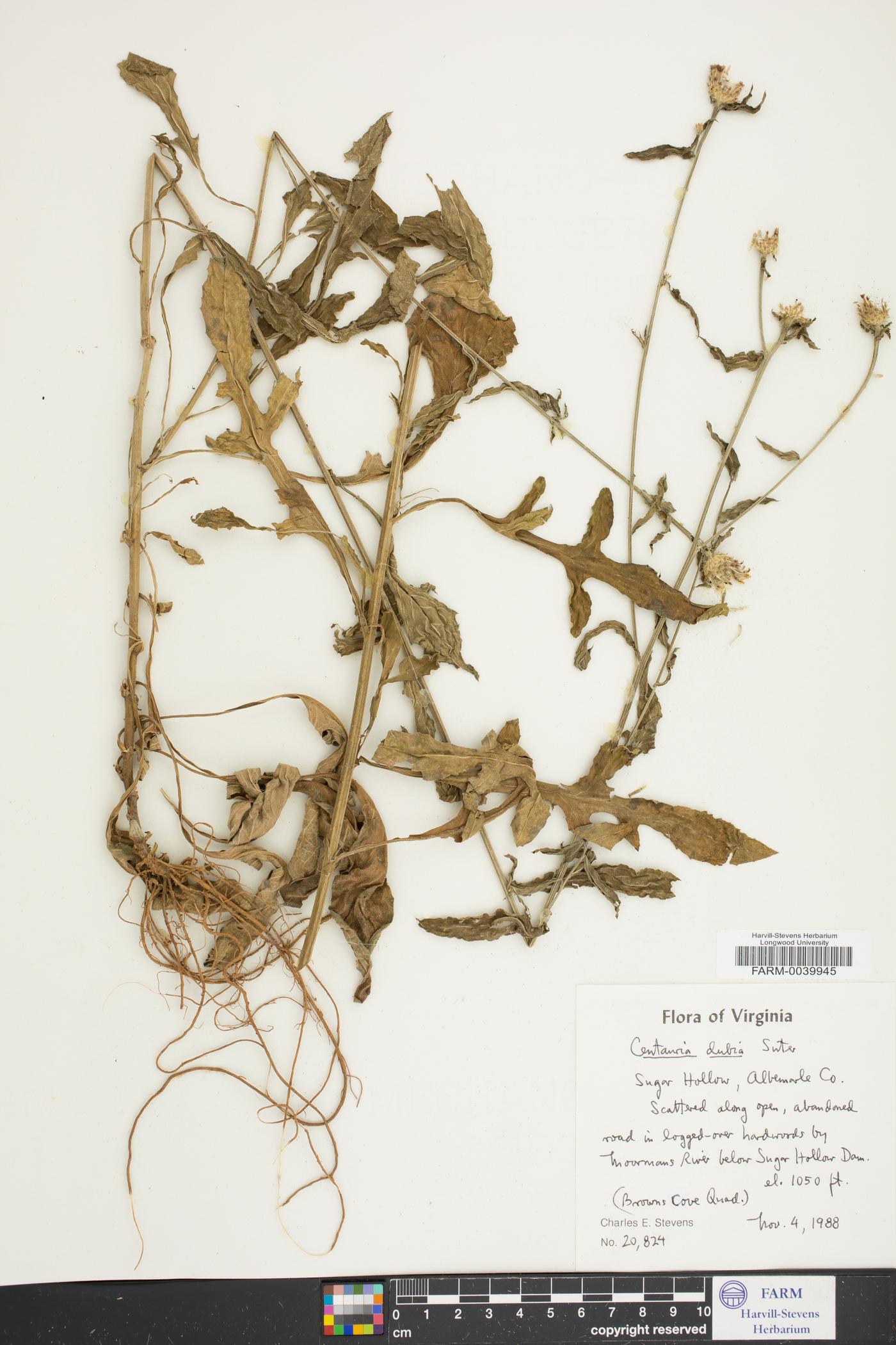Centaurea nigrescens image