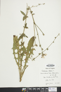 Cichorium intybus image