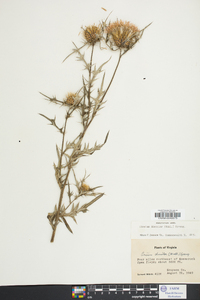 Cirsium discolor image