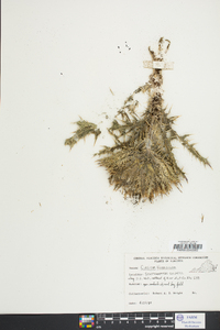 Cirsium discolor image