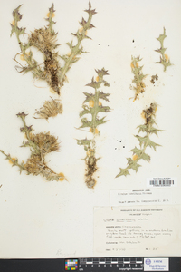 Cirsium discolor image