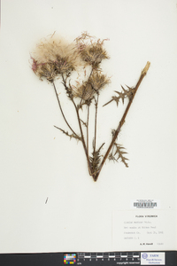 Cirsium muticum image