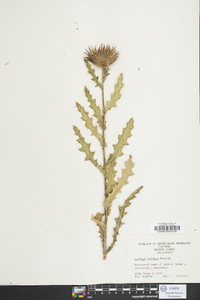 Cirsium pumilum image