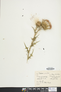 Cirsium pumilum image