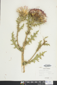 Cirsium pumilum image