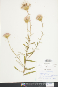 Cirsium virginianum image