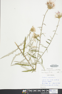 Cirsium virginianum image