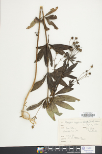 Coreopsis delphiniifolia image