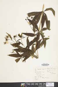 Coreopsis delphiniifolia image