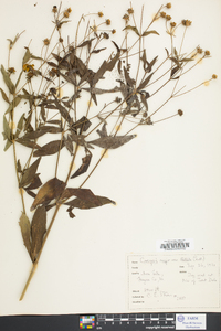 Coreopsis delphiniifolia image