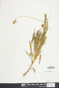 Coreopsis lanceolata image