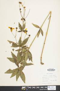 Coreopsis major image