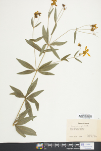 Coreopsis major image