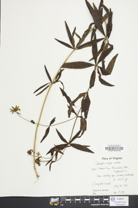 Coreopsis major image