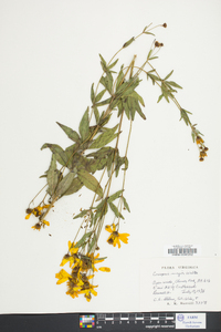 Coreopsis major image