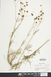 Coreopsis tinctoria image