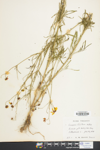 Coreopsis tinctoria image