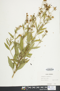 Coreopsis tripteris image