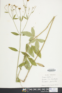 Coreopsis tripteris image