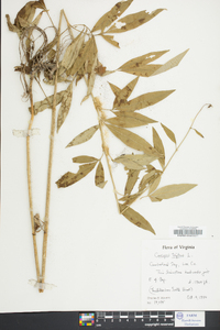 Coreopsis tripteris image