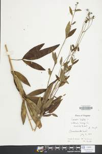 Coreopsis tripteris image