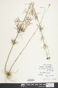 Coreopsis verticillata image