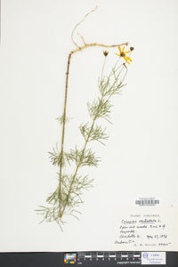 Coreopsis verticillata image