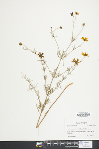 Coreopsis verticillata image