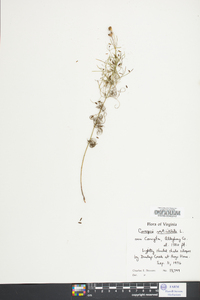 Coreopsis verticillata image