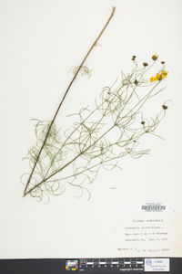 Coreopsis verticillata image