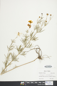 Coreopsis verticillata image