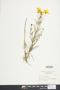 Coreopsis verticillata image