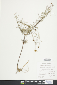 Coreopsis verticillata image