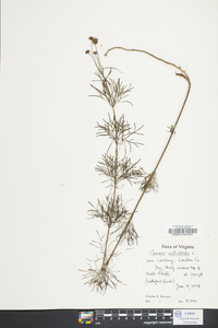 Coreopsis verticillata image