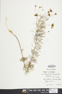 Coreopsis verticillata image