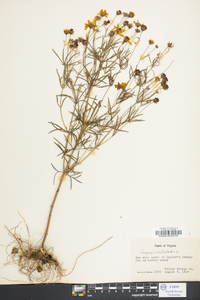 Coreopsis verticillata image