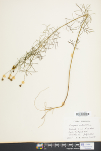 Coreopsis verticillata image