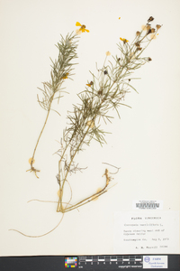 Coreopsis verticillata image