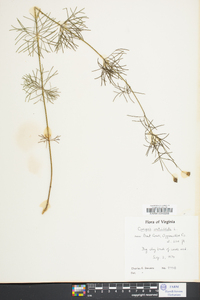 Coreopsis verticillata image