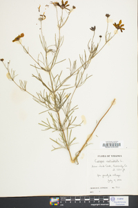 Coreopsis verticillata image