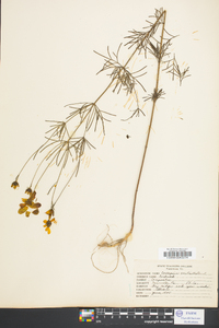 Coreopsis verticillata image